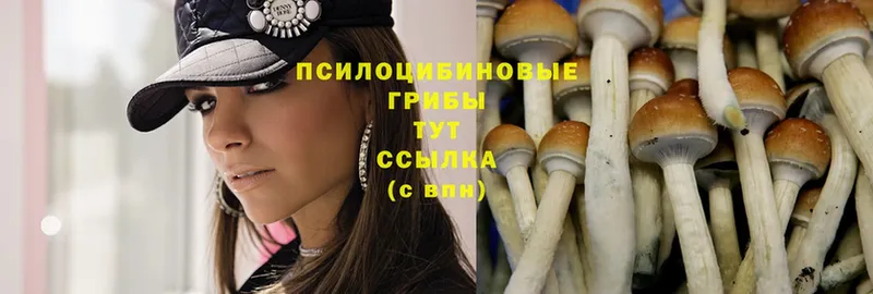 Галлюциногенные грибы Cubensis  ссылка на мегу ТОР  Каменск-Шахтинский 