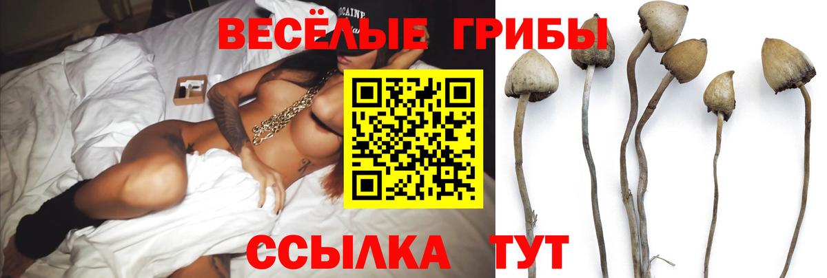 Галлюциногенные грибы Psilocybe  Вход с VPN  купить   Каменск-Шахтинский  Псилоцибиновые грибы мицелий 
